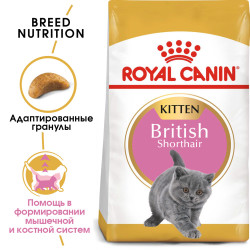 Royal Canin British Shorthair Kitten, 10кг- фото